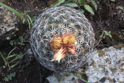 Coryphantha retusa, photographed by Eugenio Padilla