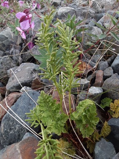 Cryptogramma sitchensis, photographed by lauralaska66