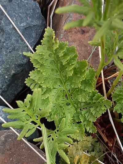 Cryptogramma sitchensis, photographed by lauralaska66