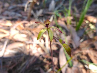 Caladenia transitoria, photographed by Kiri Bee