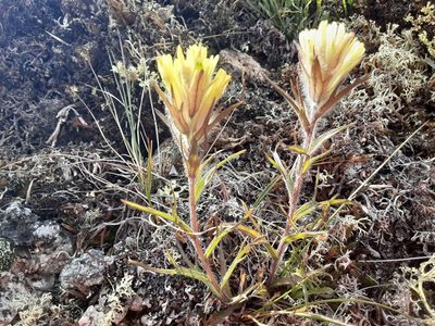 Castilleja hyperborea, photographed by lauralaska66