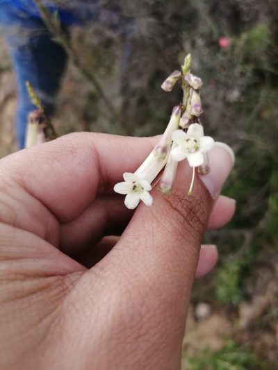 Freylinia longiflora, photographed by sharndreheuvel
