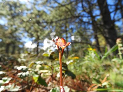 Corallorhiza bulbosa, photographed by Leticia Jiménez Hernández