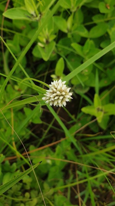Cyperus dubius, photographed by Aaliyah Motala