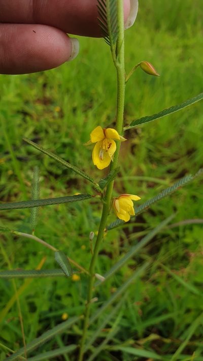 Chamaecrista plumosa, photographed by Aaliyah Motala