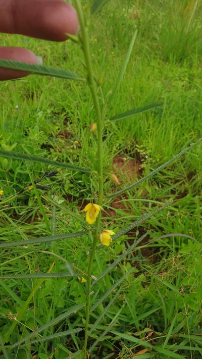 Chamaecrista plumosa, photographed by Aaliyah Motala