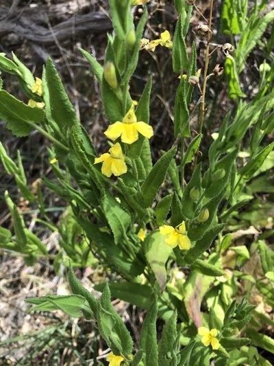Goodenia amplexans, photographed by Connor Margetts