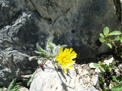 Hieracium villosum, photographed by Julia Moning