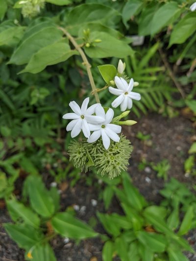 Jasminum multiflorum, photographed by Zinnia Xu