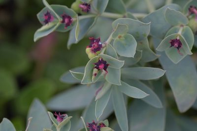 Euphorbia glauca, photographed by Christopher Stephens