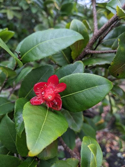 Ochna thomasiana, photographed by Zinnia Xu