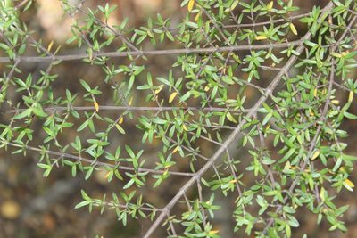 Coprosma microcarpa, photographed by Joe Dillon