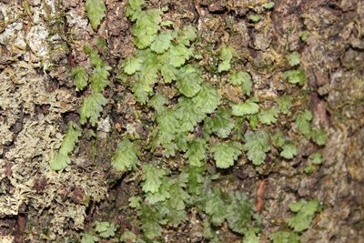 Hymenophyllum rarum, photographed by Joe Dillon