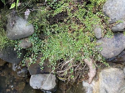 Epilobium nerterioides, photographed by nick_goldwater