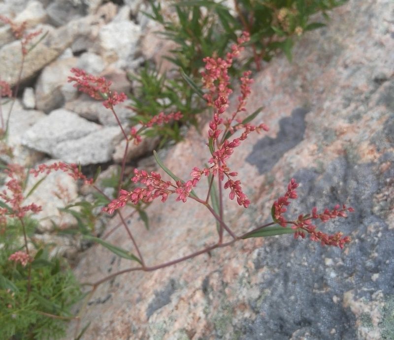 Polygonum angustifolium, photographed by Юлия