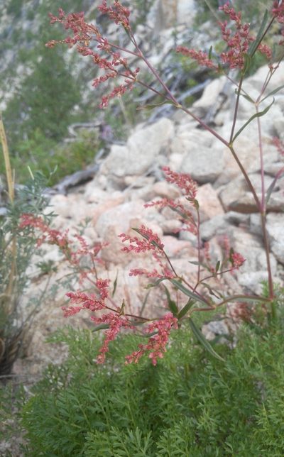 Polygonum angustifolium, photographed by Юлия