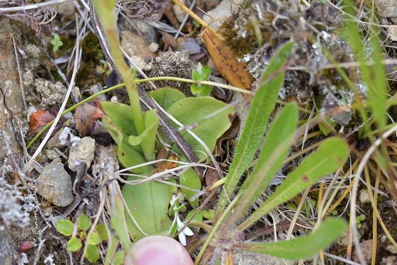 Pterostylis foliata, photographed by Christopher Stephens