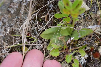 Pterostylis foliata, photographed by Christopher Stephens