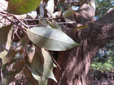 Castanopsis sieboldii, photographed by Marco Mussita