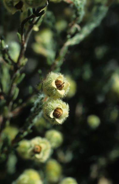 Erica capitata, photographed by Tom Lloyd Evans