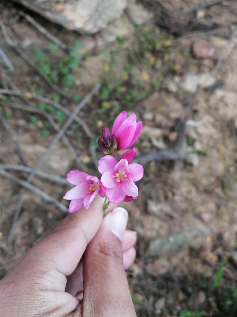 Ixia helmei, photographed by sharndreheuvel