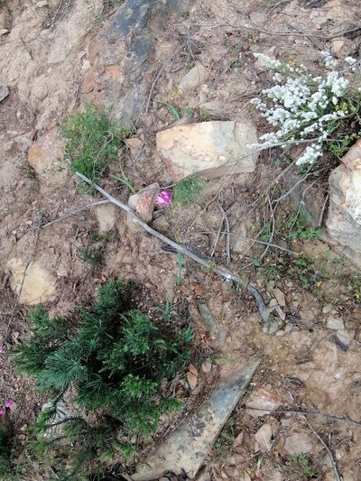 Ixia helmei, photographed by sharndreheuvel