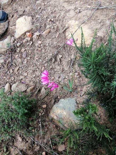 Ixia helmei, photographed by sharndreheuvel
