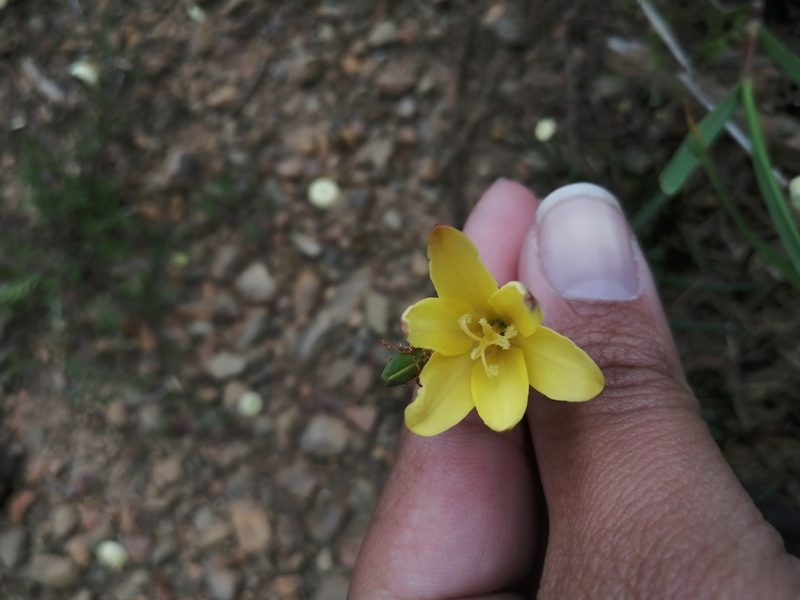 Sparaxis fragrans, photographed by sharndreheuvel