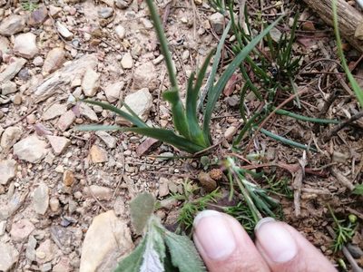 Sparaxis fragrans, photographed by sharndreheuvel