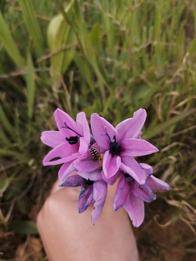 Babiana purpurea, photographed by sharndreheuvel