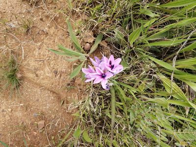 Babiana purpurea, photographed by sharndreheuvel