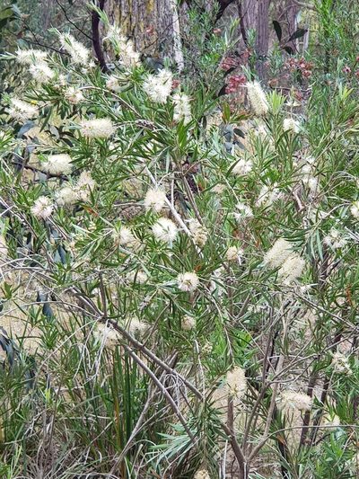 Melaleuca paludicola, photographed by Terra Occ