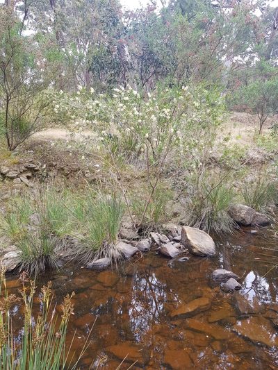 Melaleuca paludicola, photographed by Terra Occ