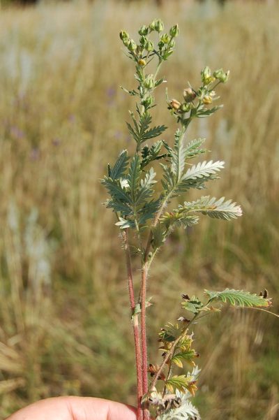 Potentilla conferta, photographed by Alexander Dubynin