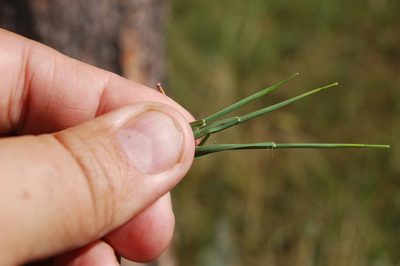 Cleistogenes squarrosa, photographed by Alexander Dubynin