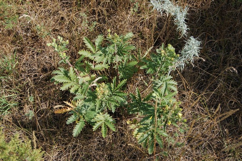 Potentilla conferta, photographed by Alexander Dubynin