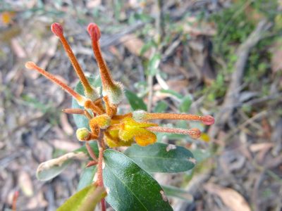 Grevillea chrysophaea, photographed by Kiri Bee