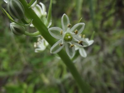 Stellarioides longebracteata, photographed by Ludwig Muller