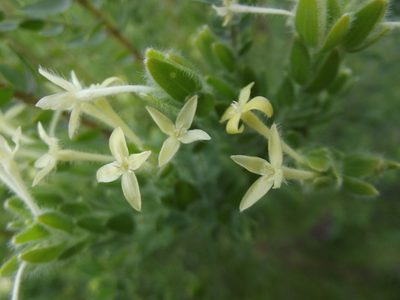 Gnidia virescens, photographed by Ludwig Muller