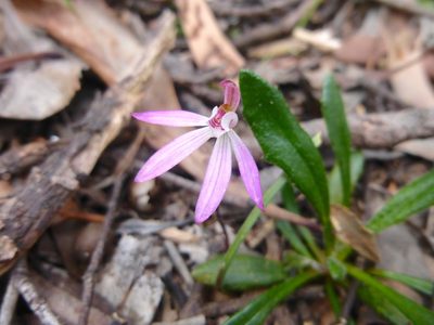 Caladenia fuscata, photographed by Kiri Bee