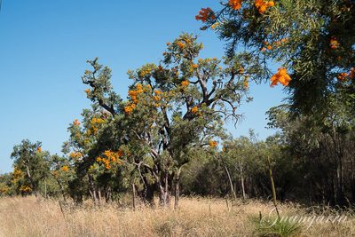 Nuytsia floribunda, photographed by gnangarra