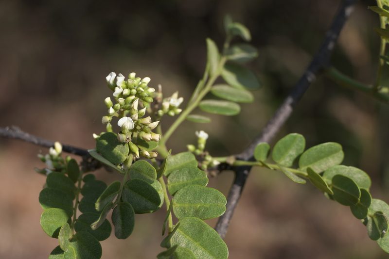 Dalbergia horrida, photographed by Dinesh Valke