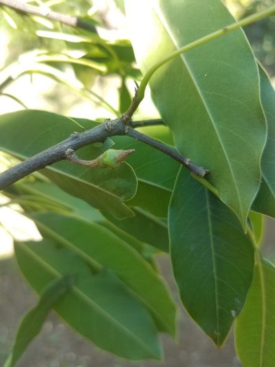 Sideroxylon capiri, photographed by geralg