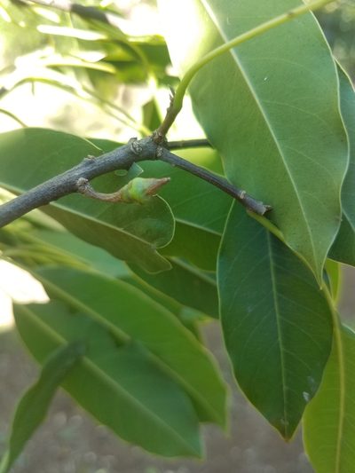 Sideroxylon capiri, photographed by geralg