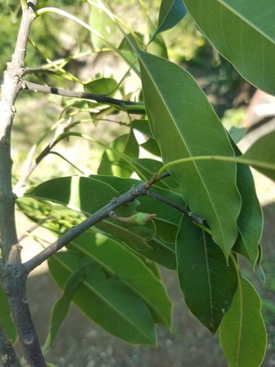 Sideroxylon capiri, photographed by geralg