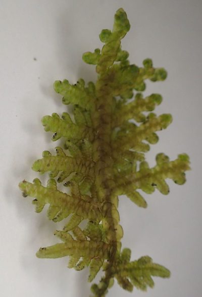 Lepidolaena taylorii, photographed by John Steel