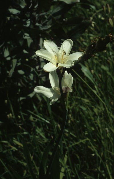 Sparaxis grandiflora, photographed by Tom Lloyd Evans
