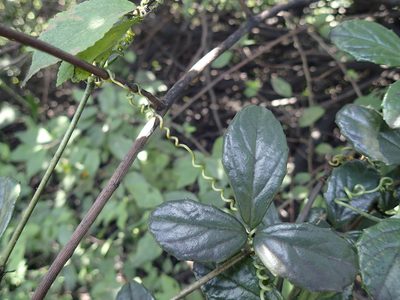 Cyphostemma flaviflorum, photographed by Mahomed Desai