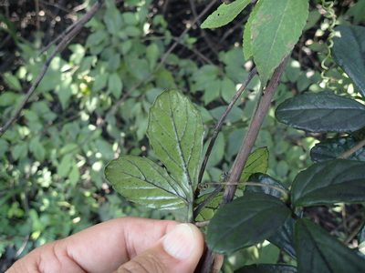 Cyphostemma flaviflorum, photographed by Mahomed Desai