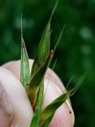 Bromus sitchensis, photographed by Joe Potter Butler